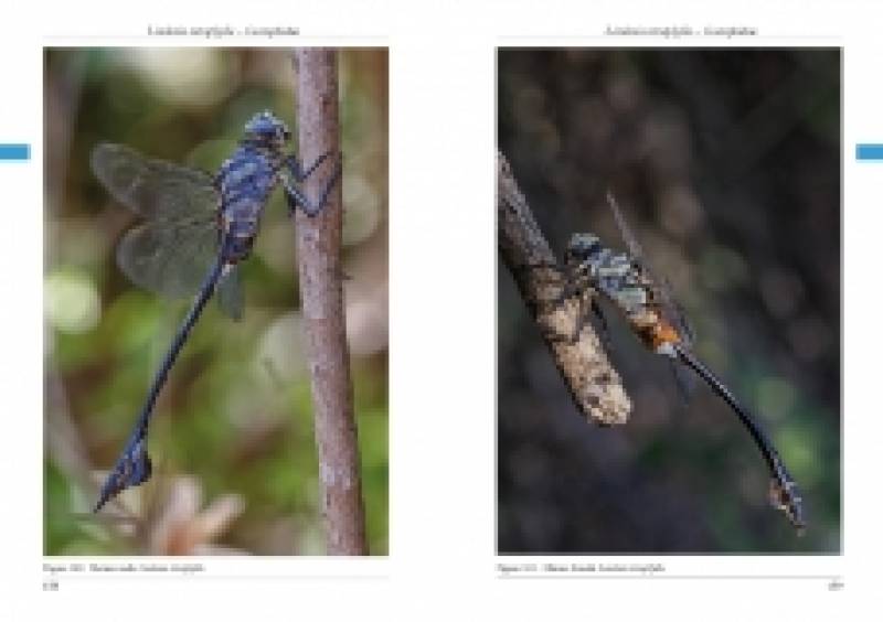 The Dragonflies of Corfu